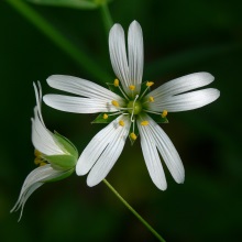 Зірчатка ланцетолистна (Stellaria holostea)