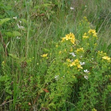 Звіробій продірявлений (Hypericum perforatum)