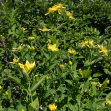 Звіробій великий (Hypericum ascyron)