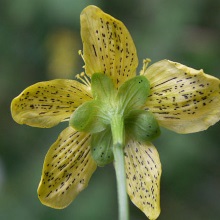 Звіробій плямистий або чотиригранний (Hypericum maculatum)