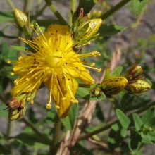 Звіробій плямистий або чотиригранний (Hypericum maculatum)