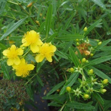 Звіробій прямостоячий (Hypericum erectum)