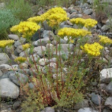 Звіробій шорсткий (Hypericum scabrum)