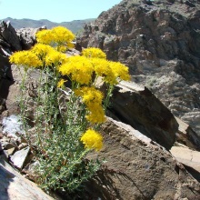 Звіробій шорсткий (Hypericum scabrum)