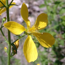 Звіробій подовжений або витягнутий (Hypericum elongatum)