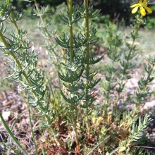 Звіробій подовжений або витягнутий (Hypericum elongatum)