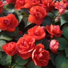 Бальзамін (Impatiens)