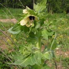 Білена чорна (Hyoscyamus niger)