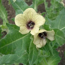 Отруйні рослини