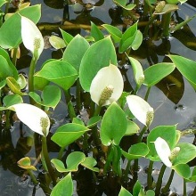 Білокрильник болотний (Calla palustris)