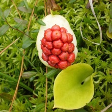 Білокрильник болотний (Calla palustris)
