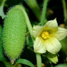 Шалений огірок звичайний (Ecballium elaterium)