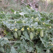 Шалений огірок звичайний (Ecballium elaterium)