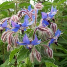 Бурачник лікарський (Borago officinalis)