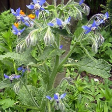 Бурачник лікарський (Borago officinalis)