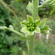 Чемериця Лобеля (Veratrum lobelianum)