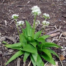 Черемша (Állium ursínum)