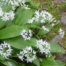 Черемша (Állium ursínum)