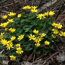 Чистяк весняний (Ficaria verna)