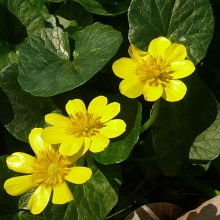 Чистяк весняний (Ficaria verna)