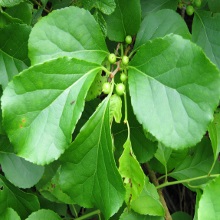 Деревогубець (Celastrus orbiculata)