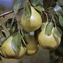 Груша звичайна (Pyrus communis)