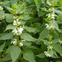 Яснотка біла (Lamium album)