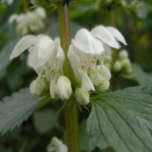 Яснотка біла (Lamium album)