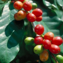 Кава аравійська (Coffea Arabica)