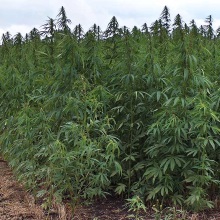 Коноплі посівні (Cannabis sativa)