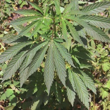 Коноплі посівні (Cannabis sativa)