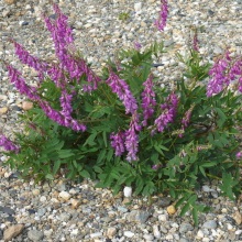 Копієчник альпійський або сибірський (Hedysarum alpinum)