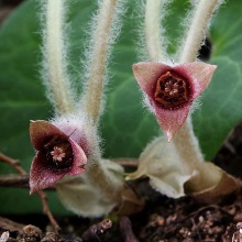 Копитень європейський (Asarum europaeum)