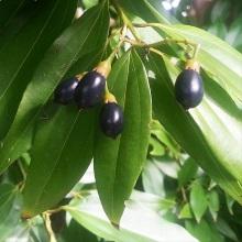 Кориця цейлонська (Cinnamomum zeylanicum)