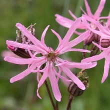 Коронарія зозулин цвіт (Lychnis flos-cuculi)