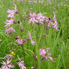 Коронарія зозулин цвіт (Lychnis flos-cuculi)