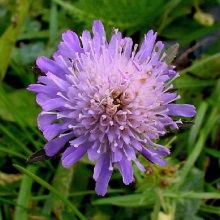 Користувач польовий (Knautia arvensis)
