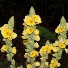 Коров'як лікарський (Verbascum thapsus)