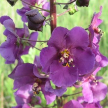 Коров'як фіолетовий (Verbascum phoeniceum)