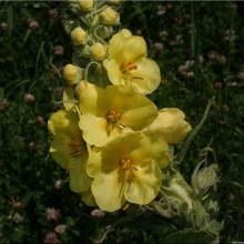 Коров'як скіпетроподібний (Verbascum densiflorum)