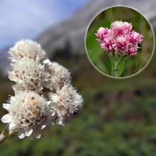 Котяча лапка дводомна (Antennaria dioica)