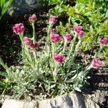 Котяча лапка дводомна (Antennaria dioica)