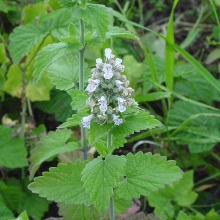 Котовник котячий (Nepeta cataria)