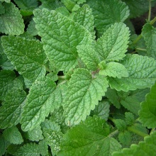 Котовник котячий (Nepeta cataria)