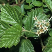 Костяника кам'яниста (Rubus saxatilis)
