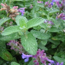 Котовник Муссіні (Nepeta mussinii)