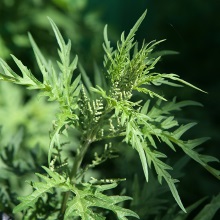 Кропива конопляна (Urtica cannabina)