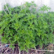 Кропива конопляна (Urtica cannabina)