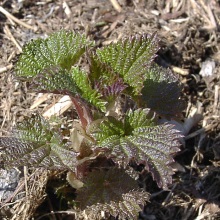 Кропива плосколиста (Urtica platyphylla)