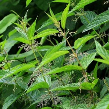 Кропива плосколиста (Urtica platyphylla)